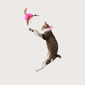 Lightweight Cat Collar Toy - Gentle Paws