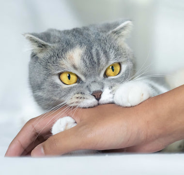 10 Science-Backed Tips for Getting a Cat to Like You