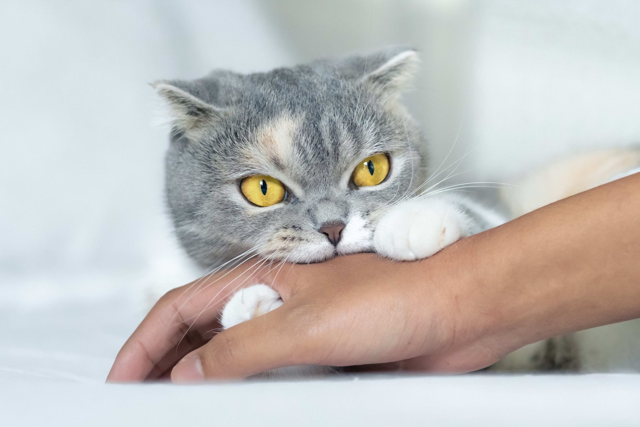 10 Science-Backed Tips for Getting a Cat to Like You