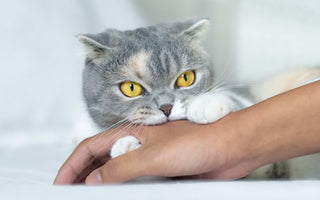 10 Science-Backed Tips for Getting a Cat to Like You