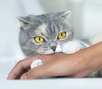 10 Science-Backed Tips for Getting a Cat to Like You