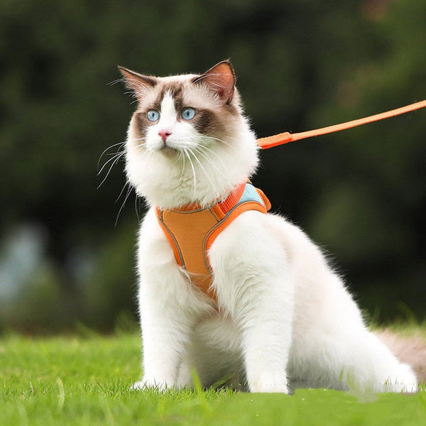 Collar And Leash Garden Grove Ca Cat Collar And Leash Pets At Home