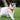 No-Escape Cat Harness & Leash - Gentle Paws